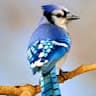 BlueJay avatar