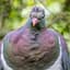 pigeonlover683 avatar